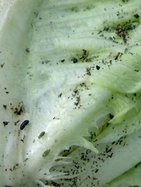 Makroaufnahme eines Salatblatts, auf dem nach dem Abspülen noch Erdpartikel sitzen